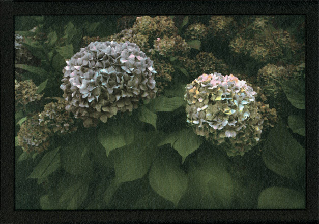 HydrangeaQ3-final