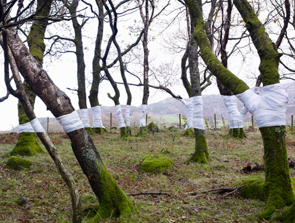 Zander Olsen_Tree, Line_001