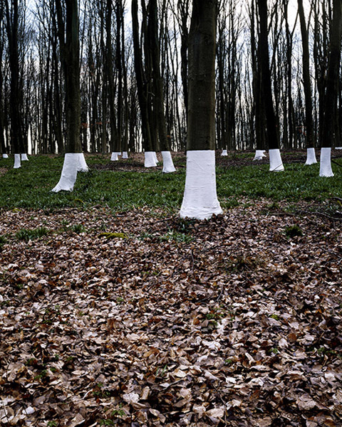 Zander Olsen_Tree, Line_003