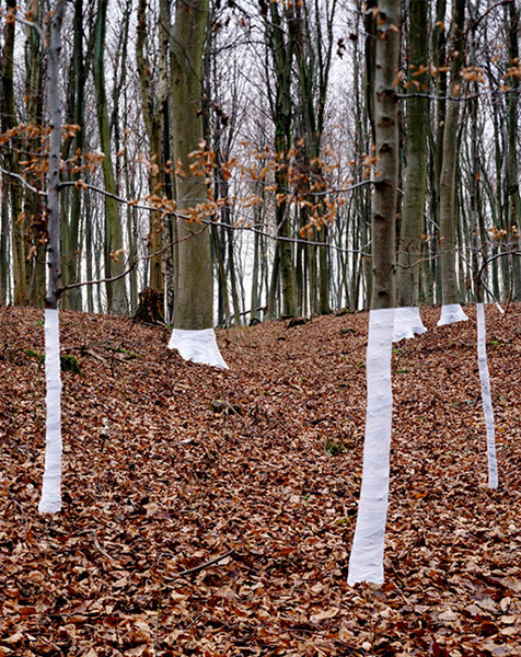 Zander Olsen_Tree, Line_005