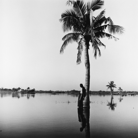 Evening-Palm-Burma2006525x525