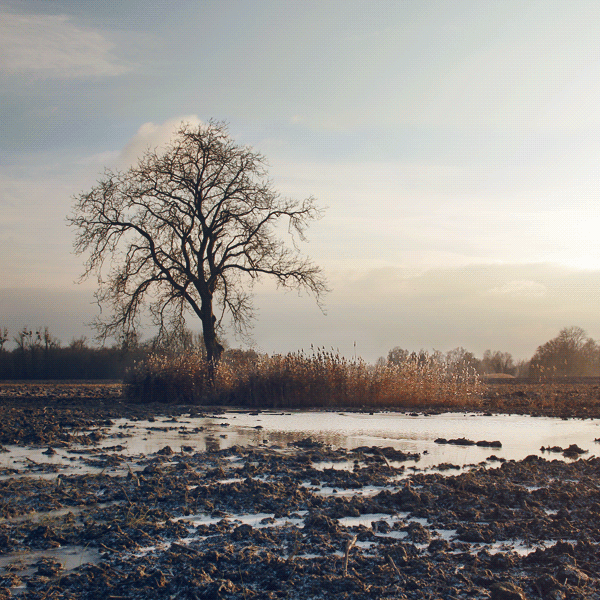Arbre-vent_600
